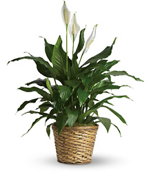 Simply Elegant Spathiphyllum - Medium from Brennan's Florist and Fine Gifts in Jersey City